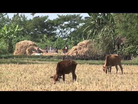 Bangladesh: The Coming Storm