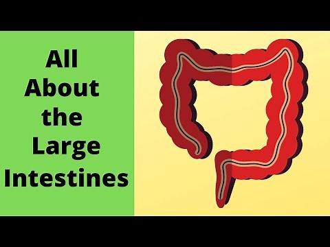All about the large intestine