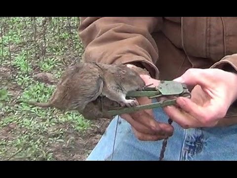 How to Set a Gopher Trap Victor 0615