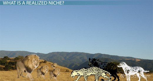 Fundamental vs. Realized Niche | Overview, Differences & Examples