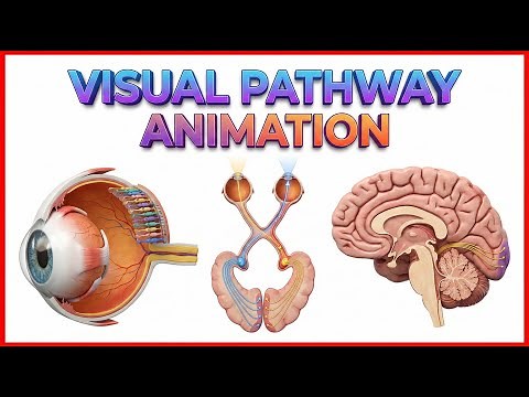 Visual Pathway Physiology Animation