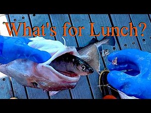 This Cod Ate a WHOLE Herring?! | Alaska Cod Jigging