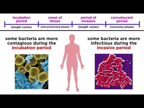 Bacterial Infections in Humans
