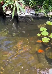 Alligator in My Koi Pond: Florida Homeowner's Scary Surprise