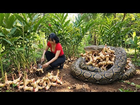 One Girl, One Giant Snake – Surprised by a Giant Python While Harvesting Galangal