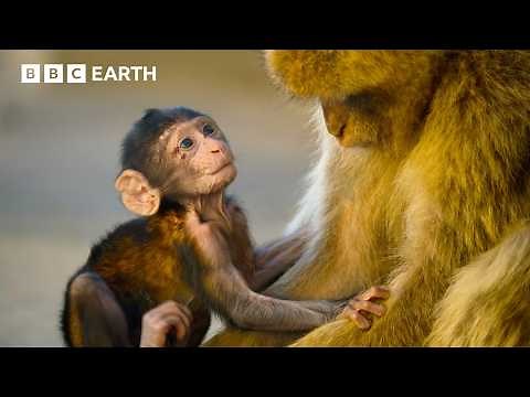 Nature's Most Extraordinary Moments Narrated by Sir David Attenborough | BBC Earth
