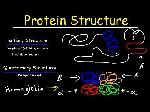 Protein Structure - Primary, Secondary, Tertiary, & Quarternary - Biology