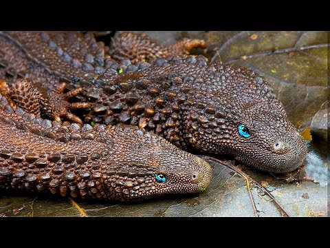 10 Most Unique Animals In The World!