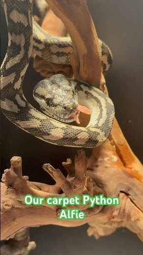 Carpet Python's Incredible Branch Feast