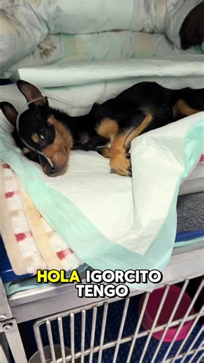 Igor 🐶🇷🇺 “Le está echando todas las ganas, pero no es suficiente” 😕 #fundacionhuellitasaleman #orlandoaleman #dog #oa3090