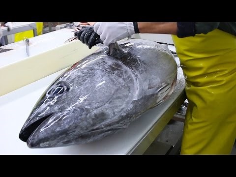 Fish Filleting- Bluefin Tuna