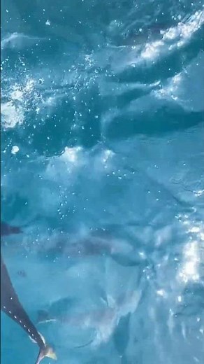 World Record Tuna Catch: 679 kg Monster!