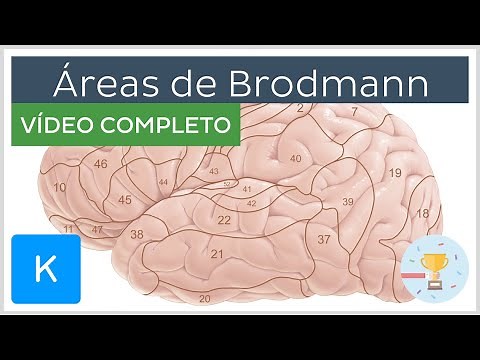 Áreas de Brodmann (vídeo completo) - Anatomia Humana | Kenhub