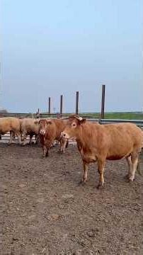 Fat cows for slaughter