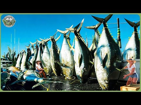 How Tons of Giant Bluefin Are Caught & Processed - Inside Most Expensive Bluefin Tuna Processing