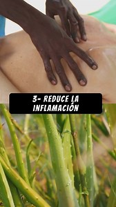 Comes aloe vera en ayunas y estas 6 cosas le pasarán a tu cuerpo. | Lo Mejor en Remedios Naturales