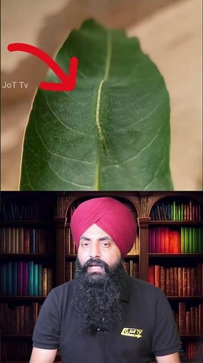 Wild Wonders: Unbelievable Animals You Won't Believe Exist #UniqueAnimals #WildlifeWonders #facts