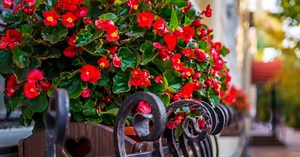 33 ideias de floreiras para deixar as janelas lindas