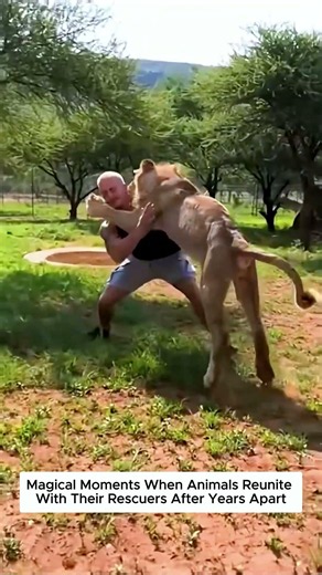 Moments That Prove Animals Can Love and Remember Kindness.