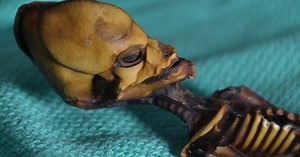 Strange 'Alien Skeleton' Mystery Finally Solved