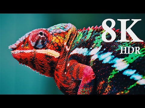 8K Videos | Collection of World's nature UltraHD (120 FPS)
