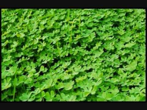 irish music riverdance