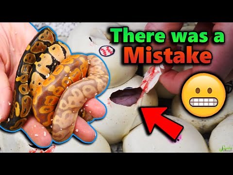 Our Baby Ball Pythons Hatched!! But...