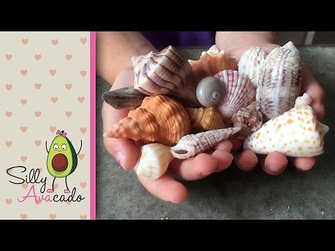 Collecting Seashells & Learning Shell Names at Sanibel Island, FL - Seashell capital of the world!