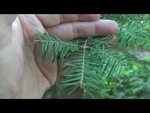 Identifying balsam fir