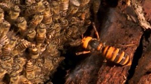 'Murder hornets' have arrived in the U.S.—here's what you should know