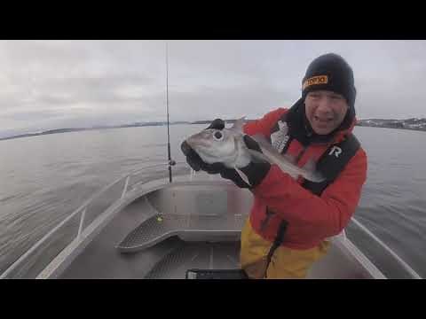 How To Fish For Haddock-Boat Fishing Tips