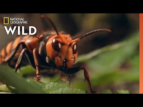 The Murder Hornet | 10 Animals That Can Kill You