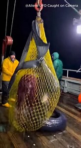 A strange creature gets caught in a fishing net 🦭🦭🦭 | Aliens UFO Caught on Camera