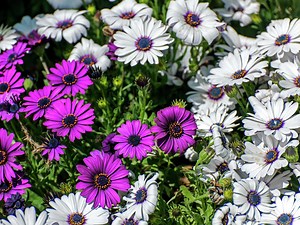 How To Grow And Care For Osteospermum  - Bunnings New Zealand