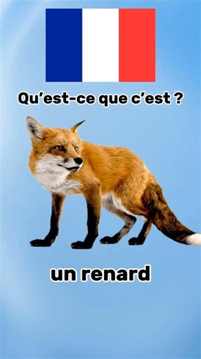 Learn French Easy #frenchlanguage #learnfrench