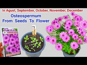 Osteospermum Flower Plant How To Grow From Seeds / Osteospermum Plant From Seeds To Flower Update