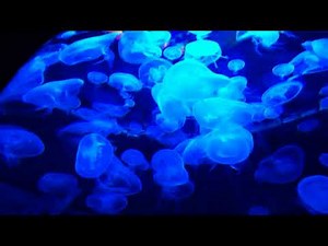 Luminous Blue Jellyfishes | HD Relaxing Screensaver