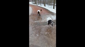 Fainting Goat Fails to Cross Water