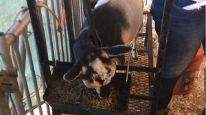 What to Feed Goats: Ultimate Guide to Goat Nutrition