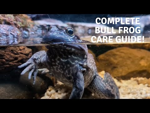 Complete American Bull Frog Care Guide!