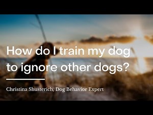 How to Train Your Dog to Be Calm