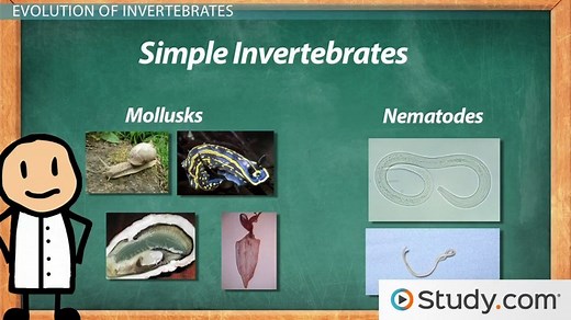 Evolution of Animals | Overview, Stages & Examples