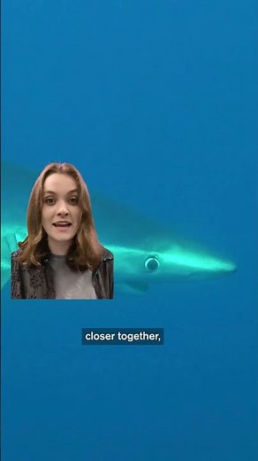 Can Blue Sharks Change Color?