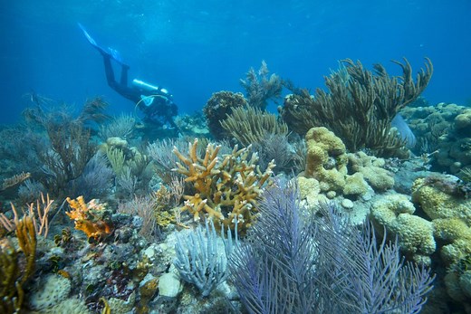 Key Largo Florida - Things to Do & Attractions