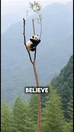Why Do Pandas Fall So Much? 🐼
