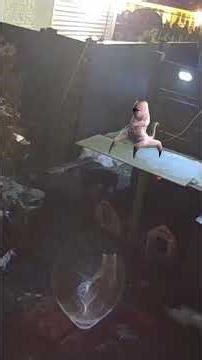 Mysterious Alien Head Appears Around Orange Cat Facing Off Against The Back Cat