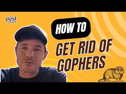 How to Get Rid of Gophers: Tips & Tricks from the Pest Dude