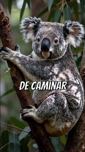 El Koala #sabiasque #animales #curiosidades