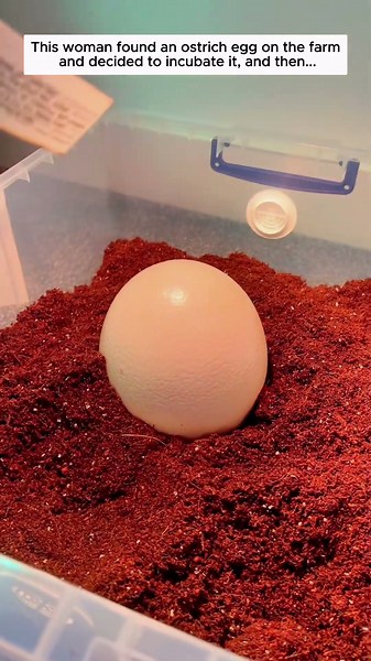 This woman found an ostrich egg on the farm and decided to incubate it.