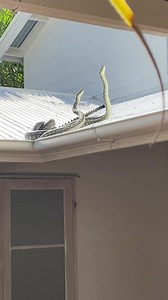 Combating Carpet Python's on Roof! Breeding Season has Begun! Its official, breeding season is off to a flying start, and its earlier than usual this year. Dan headed out to a home in Yaroomba for two combating male Carpet Pythons on a lady's roof. Dan arrived quickly and just before he got there, the snakes actually fell off the roof whilst rolling around on each other. Let the fun times begin, snakes are on the move so please make sure you have our number saved. 0409536000 or 0408545440 | Suns